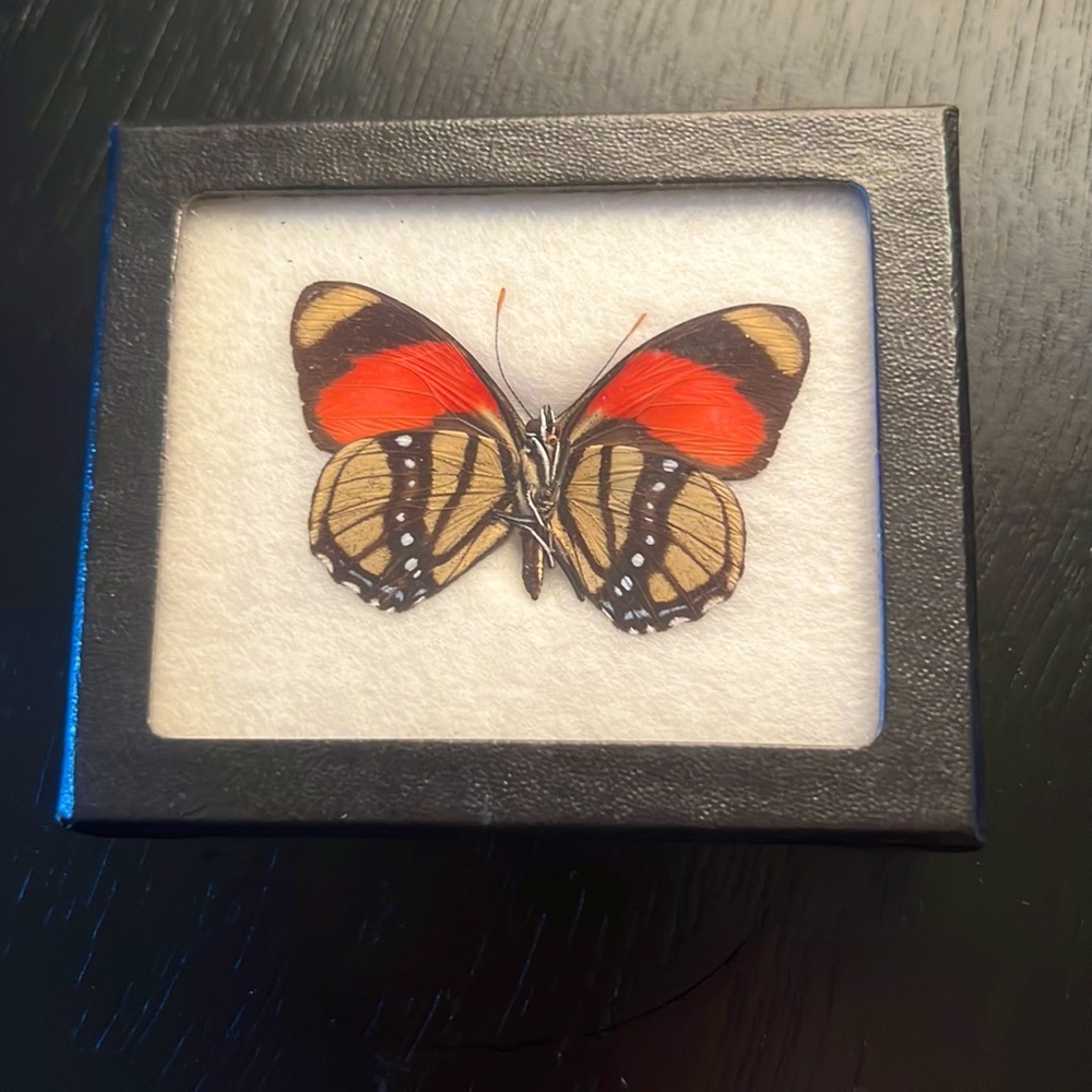 Taxidermy Small Butterfly
